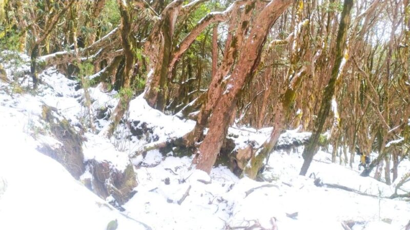From Kathmandu :Budget 7 Night 8 Days Mardi Himal Trek - Detailed Itinerary