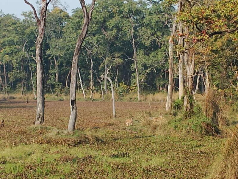 From Kathmandu or Pokhara: 4-Day Chitwan National Park Tour - Key Points