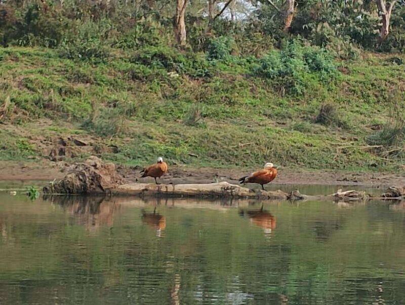 From Kathmandu or Pokhara: 4-Day Chitwan National Park Tour - Practical Considerations
