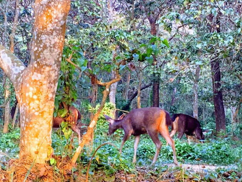 From Kathmandu or Pokhara: 4-Day Chitwan National Park Tour - Jungle Safari Day: Wildlife in Action