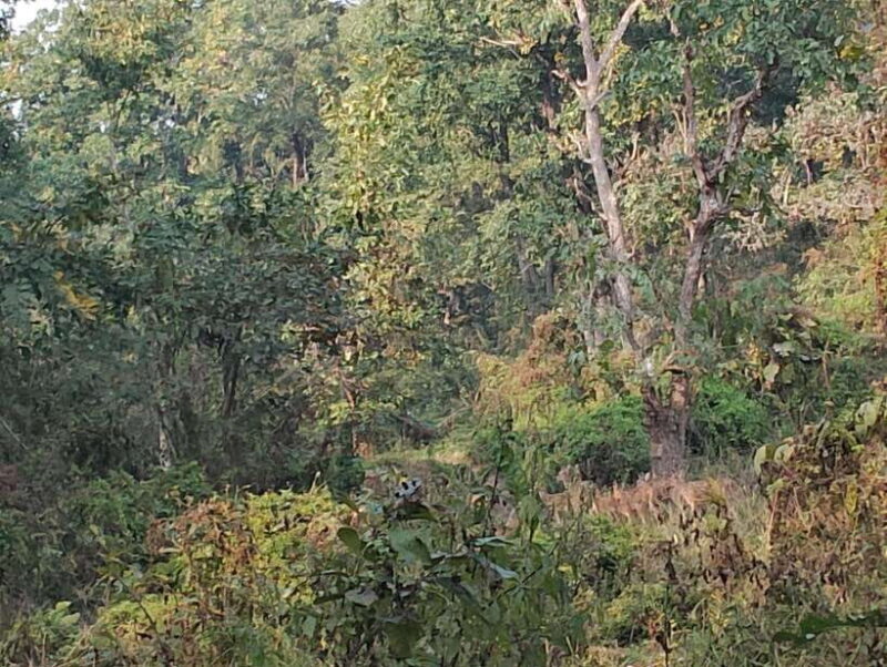 From Kathmandu or Pokhara: 4-Day Chitwan National Park Tour - Analyzing the Value