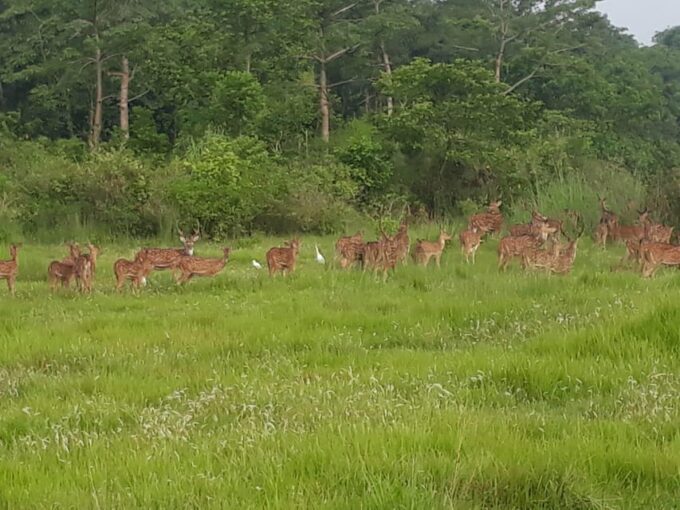 From Kathmandu or Pokhara: 4-Day Chitwan National Park Tour - Frequently Asked Questions