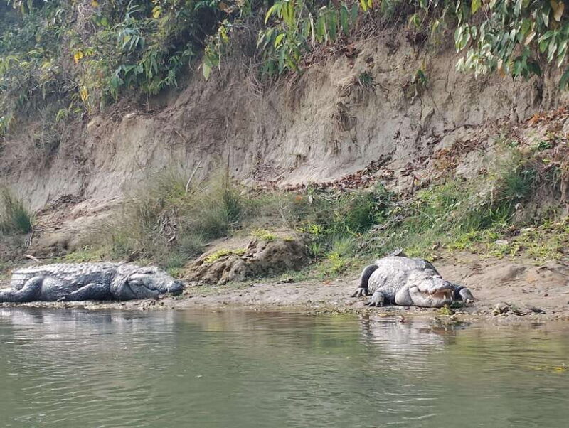 From Kathmandu or Pokhara: 5-Day Chitwan National Park Tour - Introduction: A Closer Look at Nepal’s Wildlife Tour  