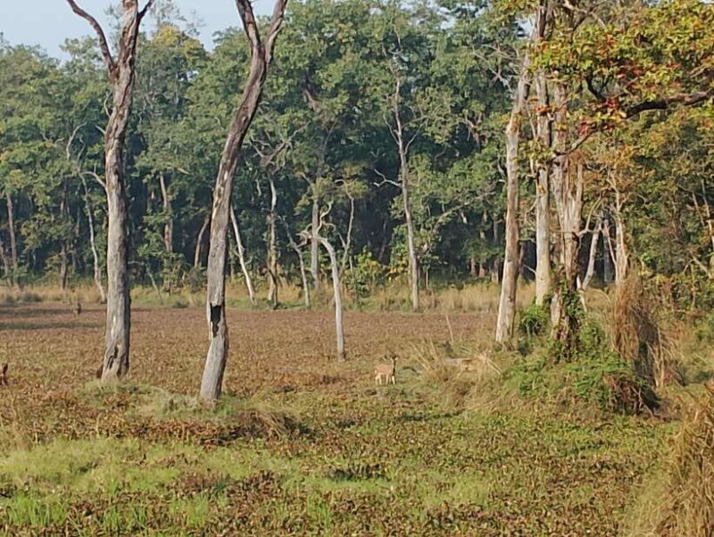 From Kathmandu or Pokhara: 5-Day Chitwan National Park Tour - Frequently Asked Questions  