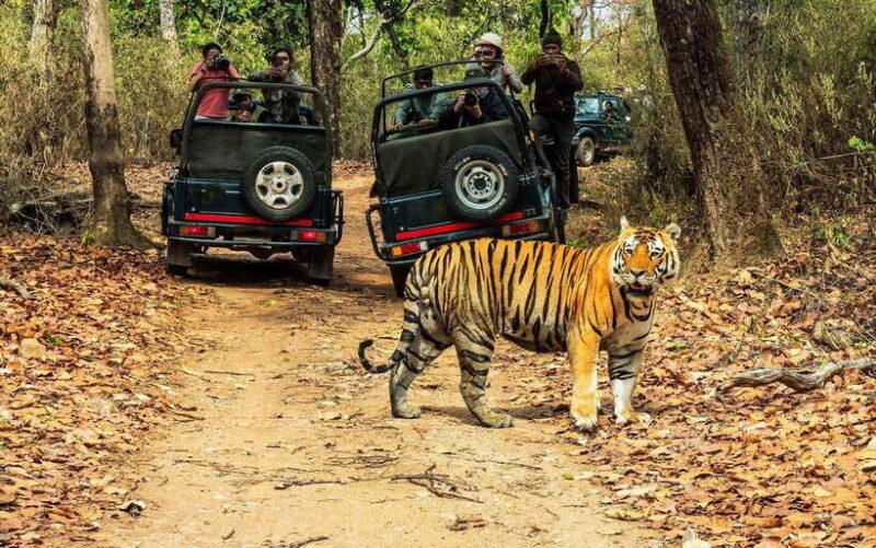 From Kathmandu/Pokhara: 2, 3, or 4-Day Chitwan Jungle Safari - Discovering the Chitwan Jungle Safari: An Authentic Nepalese Adventure