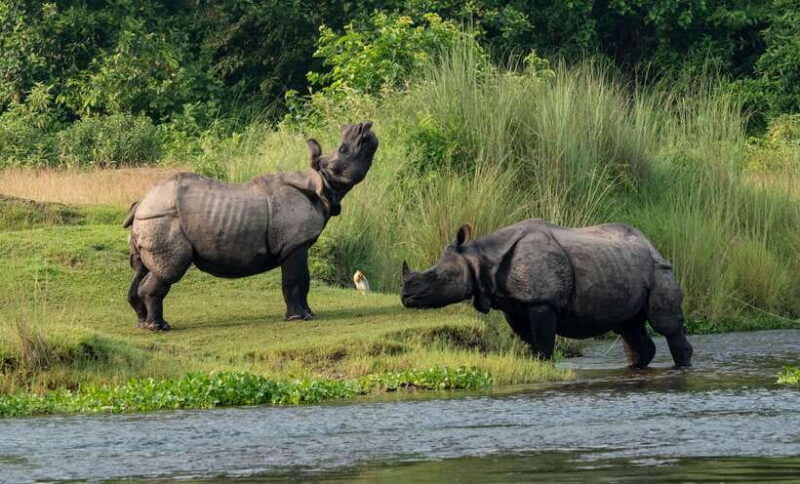 From Kathmandu/Pokhara: 3-Day Chitwan National Park Tour - An Authentic Introduction to Chitwan’s Wilderness