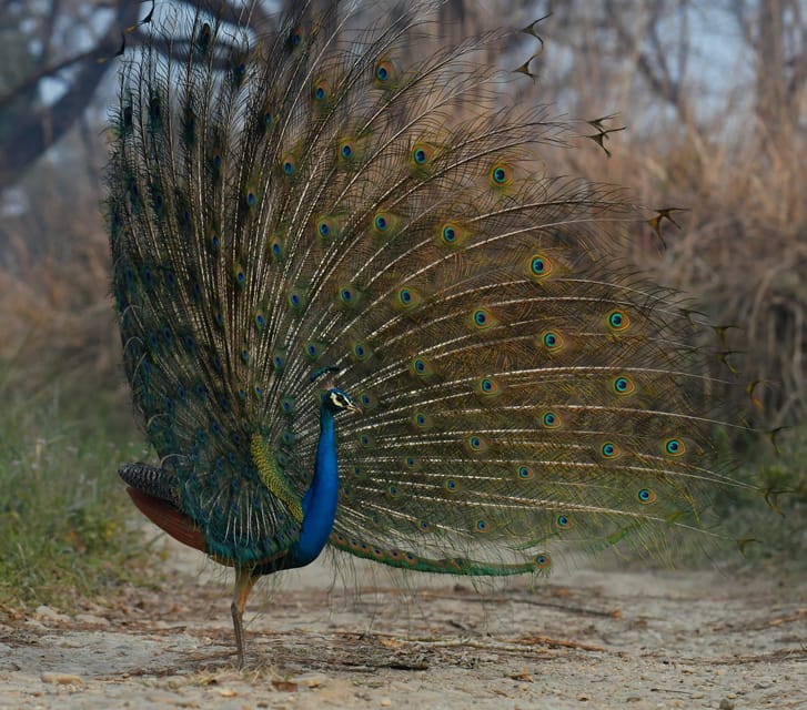 From Kathmandu/Pokhara: 3-Day Chitwan National Park Tour - Who This Tour Is Best For