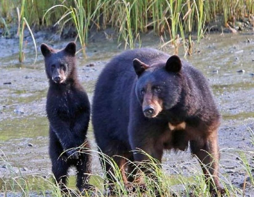 From Ketchikan: Potlatch Totem Park and Herring Cove Tour - Duration and Availability