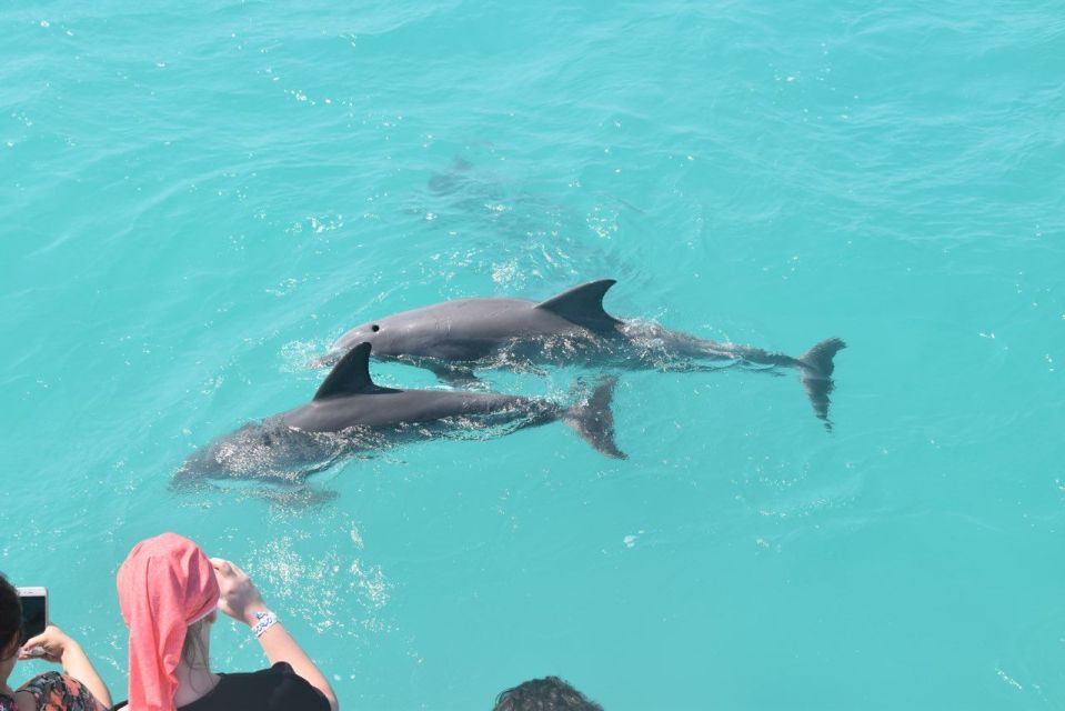 From Key West: Dolphin Watching Tour With Lunch & Drinks - Included Beverages and Cuisine