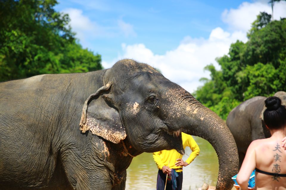 From Khao Lak: Day Trip to Khao Sok With Elephant Camp Visit - Bathing and Feeding the Elephants