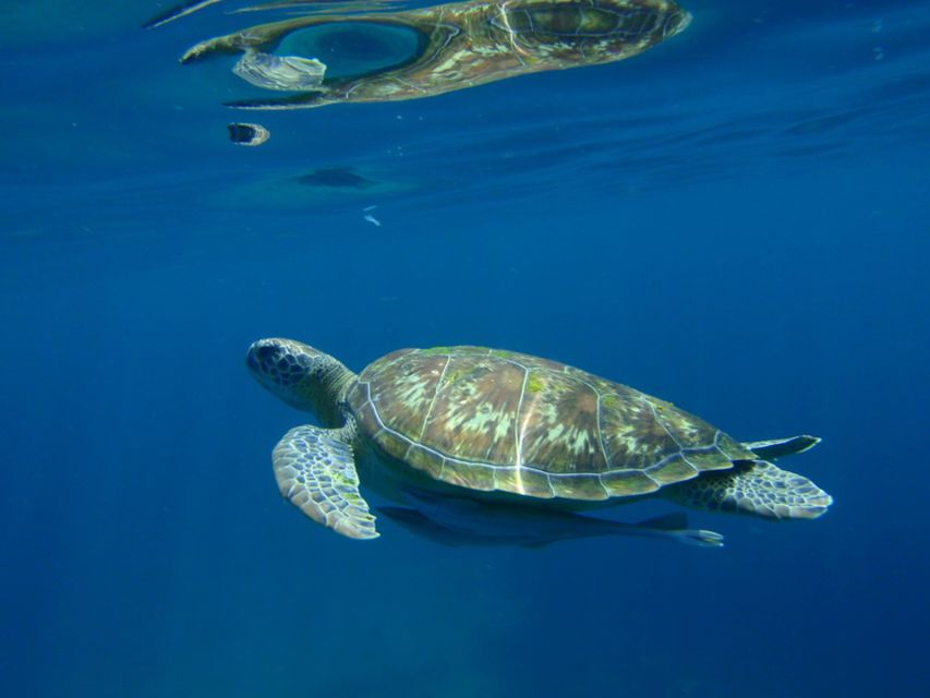 From Khao Lak: Full-Day Snorkeling in the Similan Islands - Frequently Asked Questions