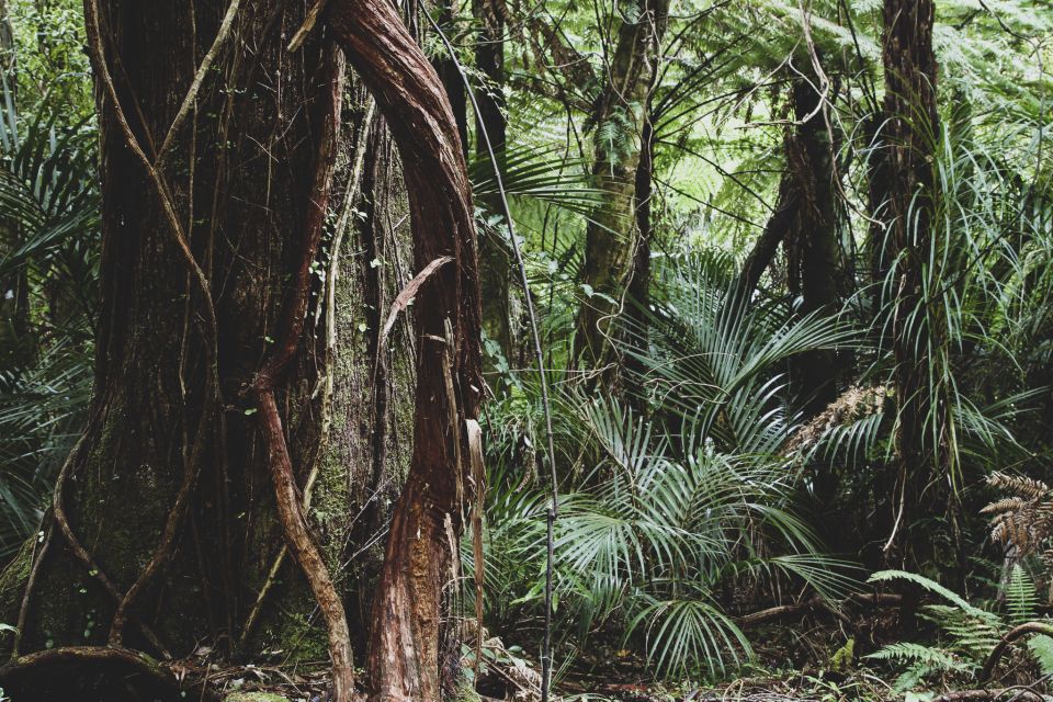 From Khao Lak: Khao Sok Jungle Hike & River Tour - Rainforest Hiking Experience