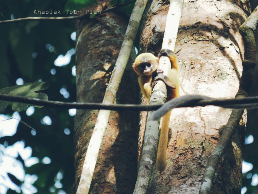 From Khao Lak: Khao Sok Jungle Hike & River Tour - Traditional Thai Lunch Included