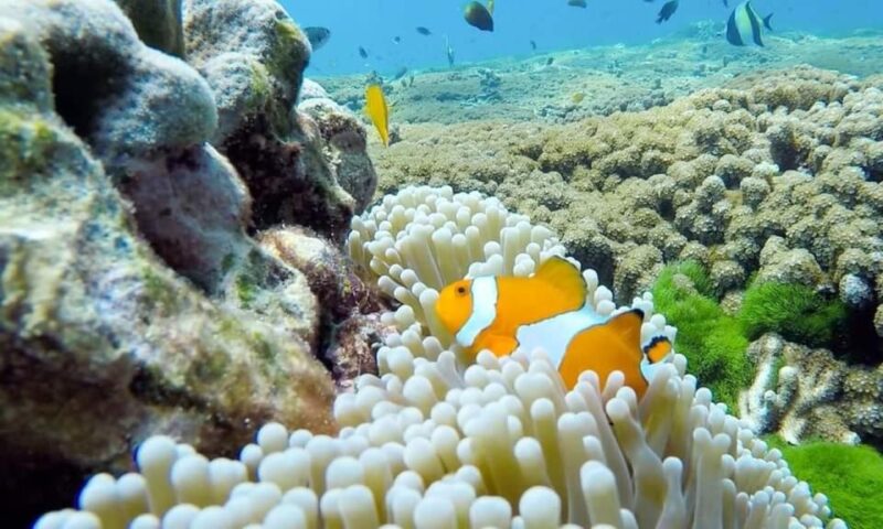 From Khao Lak & Phuket: Similan Islands Snorkeling Day Trip - Snorkeling Activities