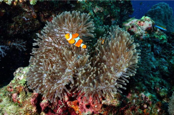 From Khao Lak: Similan Islands Day Trip With Snorkeling - Convenient Booking and Flexibility