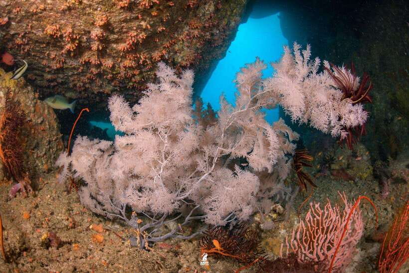 From Khao Lak: Similan Islands Diving Trip - Key Points