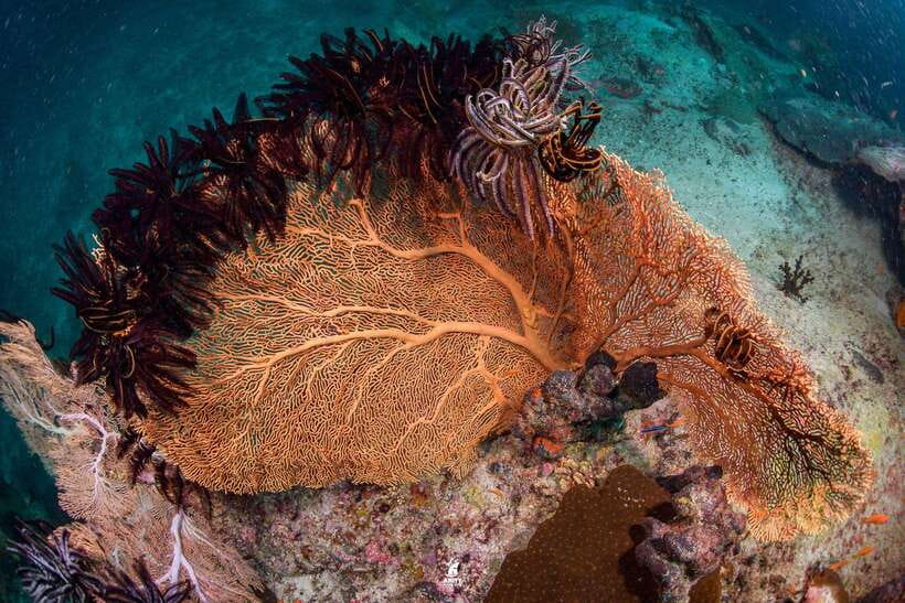 From Khao Lak: Similan Islands Diving Trip - Trip Overview