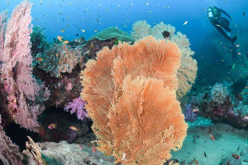 From Khao Lak: Similan Islands Diving Trip - Highlights and Experiences