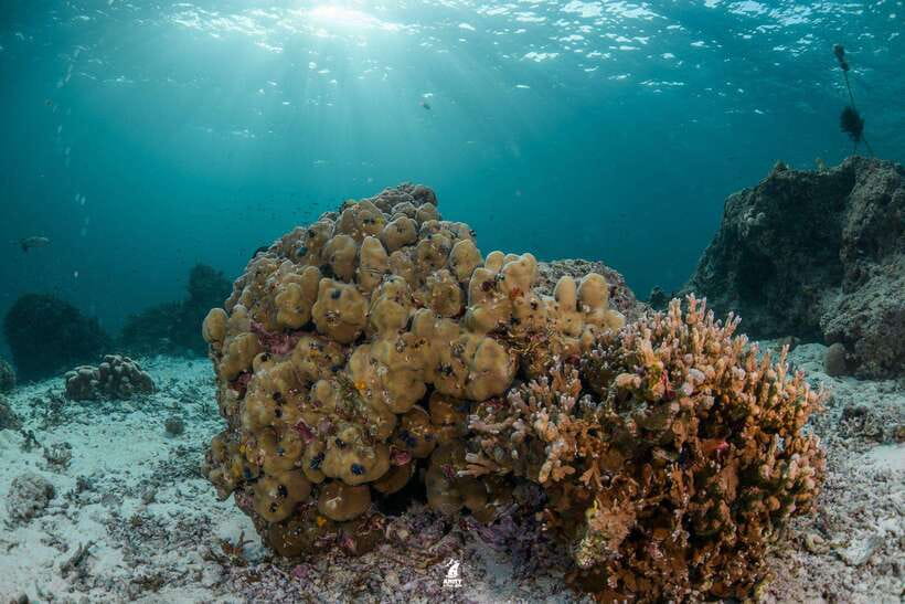 From Khao Lak: Similan Islands Diving Trip - Inclusions and Exclusions