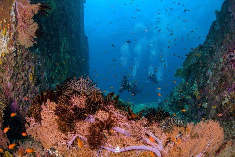 From Khao Lak: Similan Islands Diving Trip - Important Information