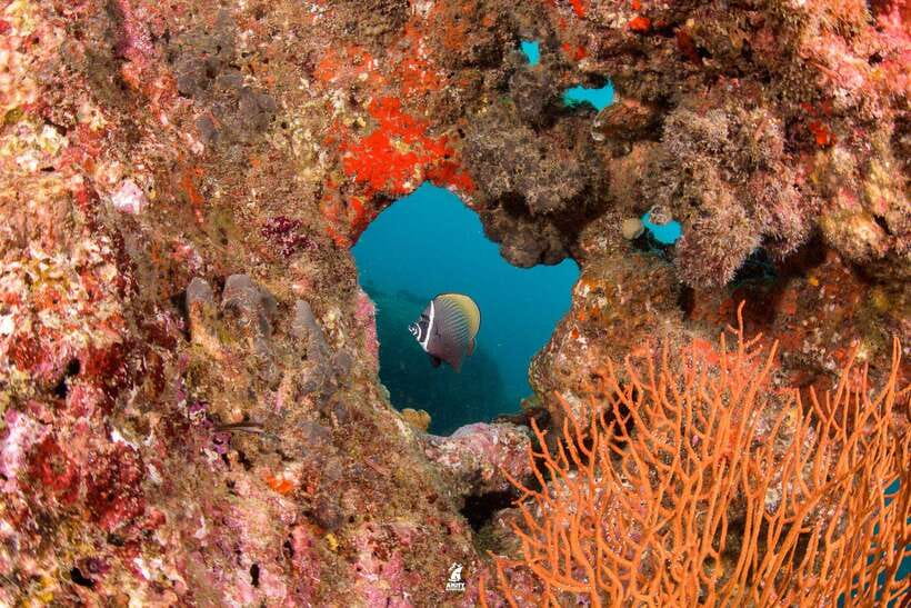 From Khao Lak: Similan Islands Diving Trip - Dive Into Crystal-Clear Waters