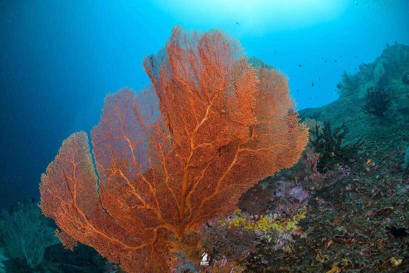 From Khao Lak: Similan Islands Diving Trip - Relax on Pristine Beaches