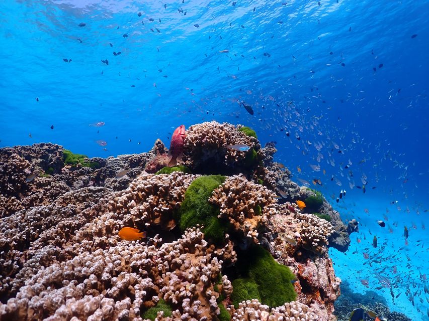 From Khao Lak: Similan Islands Snorkeling Trip With Lunch - Frequently Asked Questions