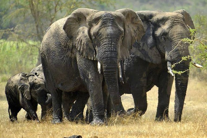 From Kigali: 12 Hour Custom Day Trip for Game Drive in Akagera NP - Pickup and Drop-off Information