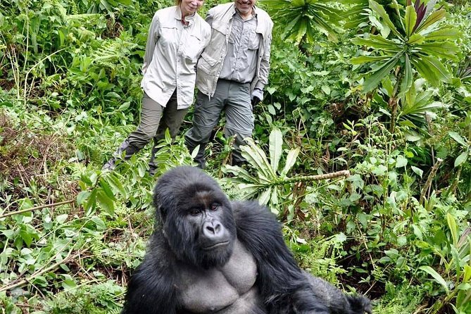 From Kigali: 3 Days Gorillas and Golden Monkeys Trek Adventure - Inclusions and Pricing