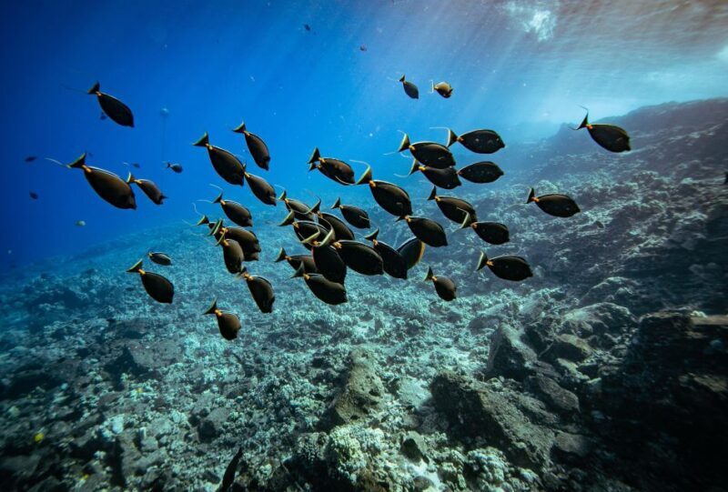 From Kihei: Molokini Crater and Turtle Town Snorkeling - Key Points