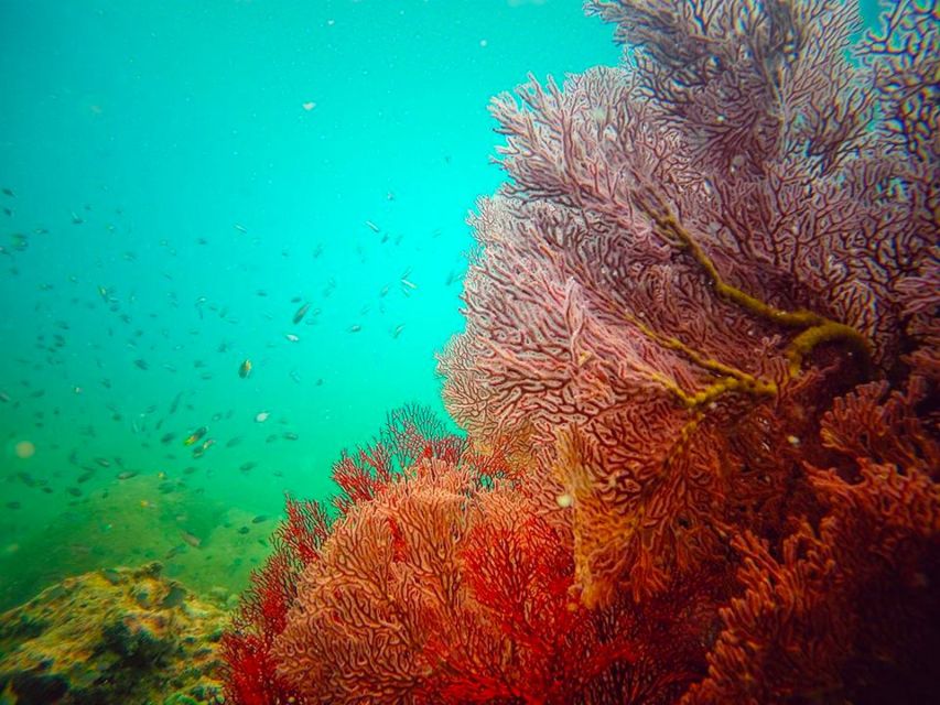 From Ko Lanta: 4 Islands Snorkeling Tour by Long Tail Boat - Snorkeling Highlights