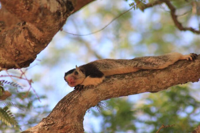 From: Koggala/ Weligama/ Mirissa/ Matara - YALA Safari - Contact for Special Arrangements