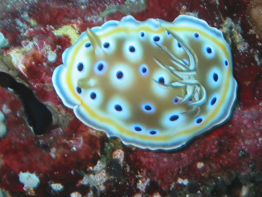From Koh Kood: Certified Dive Trip - Key Points