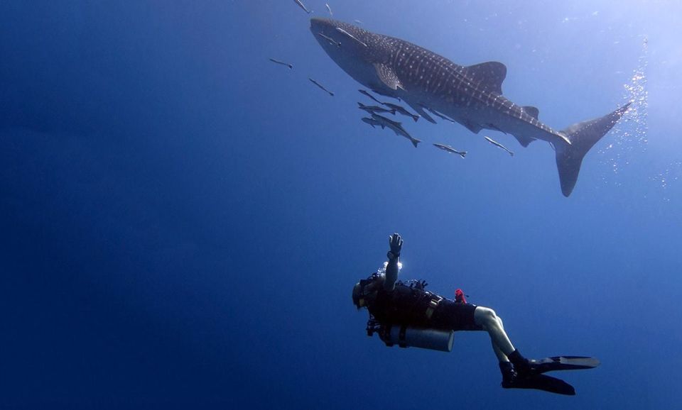 From Koh Kood: Certified Dive Trip - Included in the Dive Trip