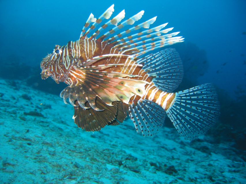 From Koh Kood: Certified Dive Trip - Booking and Reservations