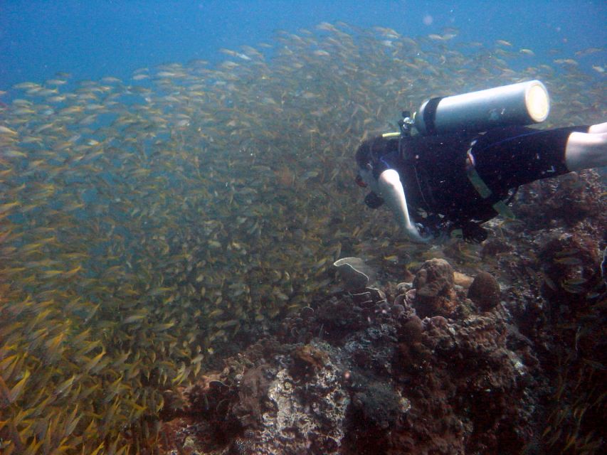 From Koh Kood: Certified Dive Trip - Diving License Requirement