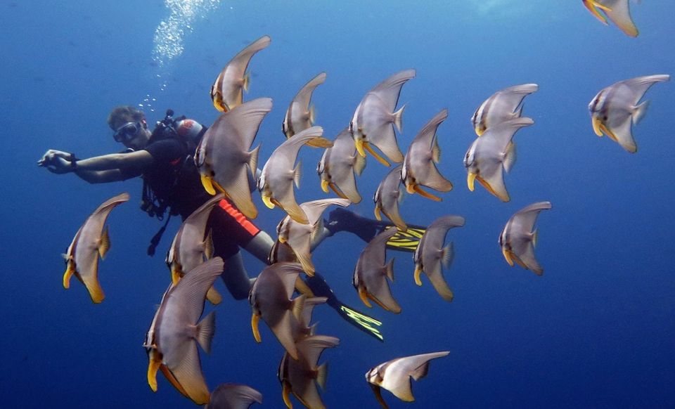 From Koh Kood: Certified Dive Trip - Diving Locations and Conditions
