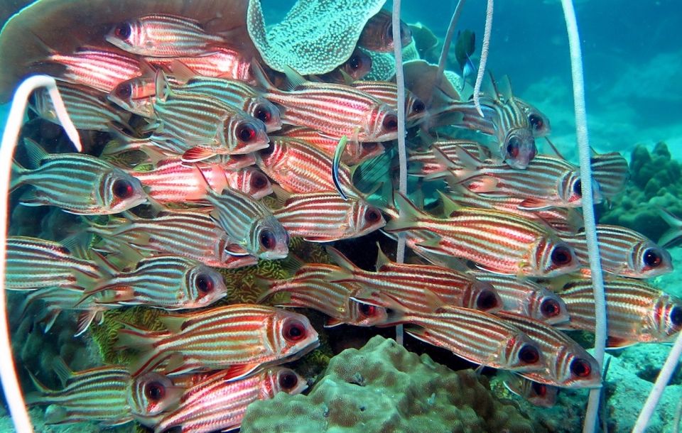 From Koh Kood: Certified Dive Trip - National Park Fee for Koh Rang