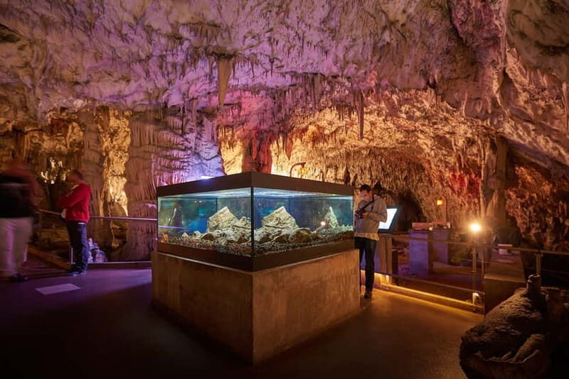 From Koper: Postojna Cave and Ljubljana Guided Tour - Key Points