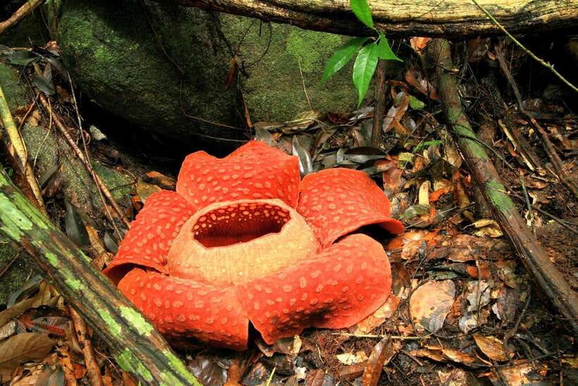 From Krabi: 2-Day Khao Sok Jungle Safari With Overnight Stay - Inclusions and Whats Covered