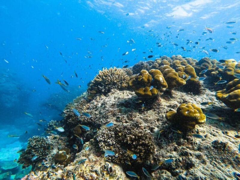 From Krabi: Phi Phi Islands Speedboat Day Tour - Itinerary Highlights