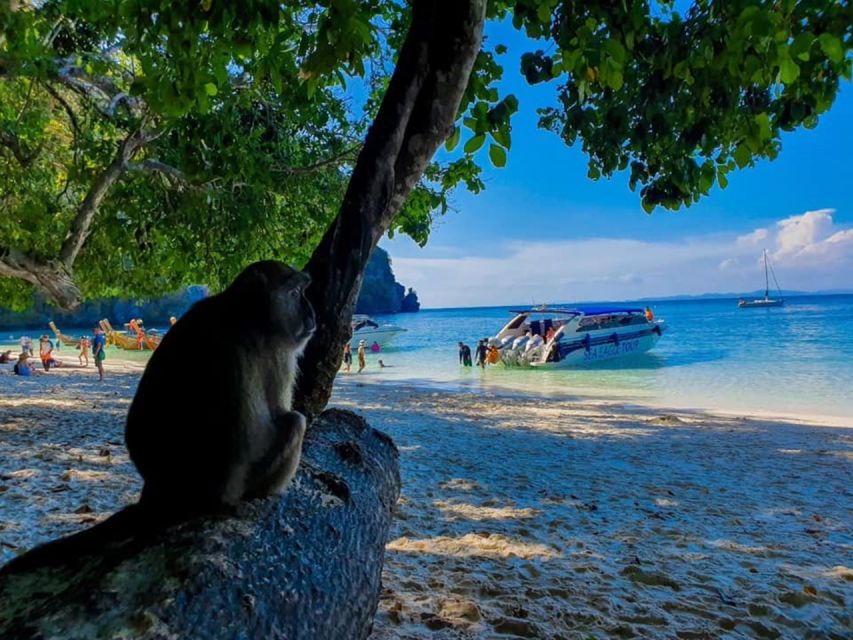 From Krabi: Phi Phi Islands Speedboat Day Tour - Itinerary