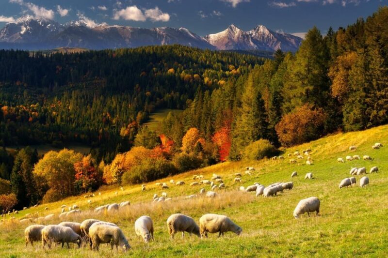 From Krakow: Zakopane and Thermal Baths with Optional Lunch - Key Points
