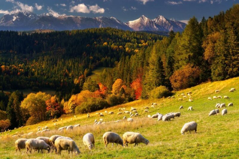 From Krakow: Zakopane + Thermal Baths - Authentic Experiences and Reviewer Insights