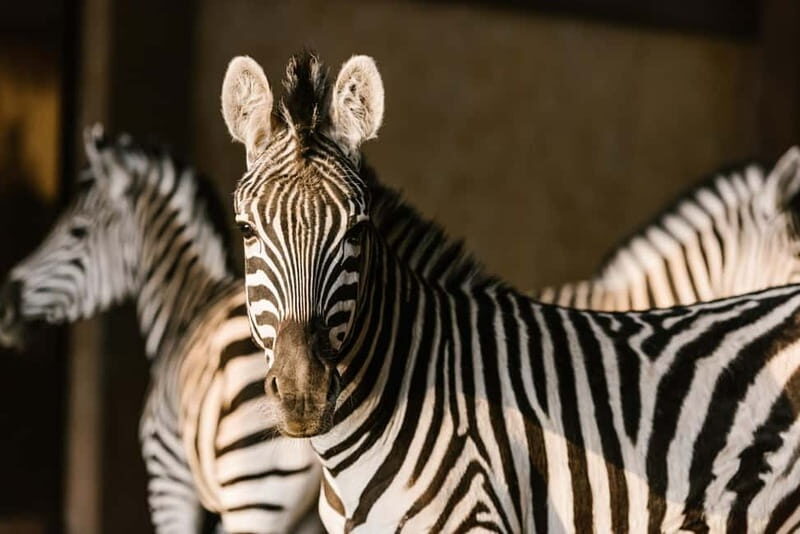 From Krakow: Zoo Trip with Private Luxury Transfer - Key Points