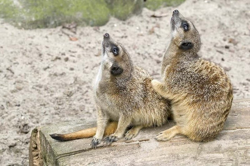 From Krakow: Zoo Trip with Private Luxury Transfer - Final Thoughts