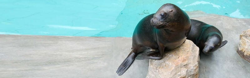 From Krakow: Zoo Trip with Private Luxury Transfer - FAQs