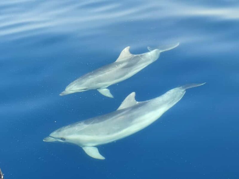 From Krk: Golden Beach Boat Trip - An In-Depth Look at the Golden Beach Boat Trip