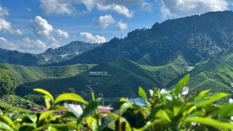 From Kuala Lumpur: Cameron Highlands Day Tour with Lunch - An Overview of the Cameron Highlands Tour Experience