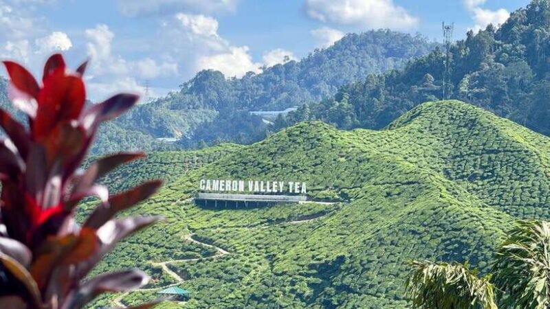 From Kuala Lumpur: Cameron Highlands Day Tour with Lunch - Authentic Experiences and Hidden Gems